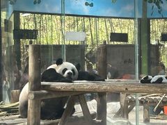 -栾川竹海野生动物园