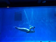 -芜湖新华联大白鲸海洋公园