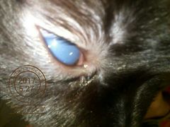 -爱侣宠医·鹦鹉专科·小型哺乳类·异宠专科(灵石路店)