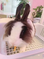 -Moni星球萌宠·小马宝莉·灵蛇·高端高阶全萌宠互动体验俱乐部(红豆国际广场店)