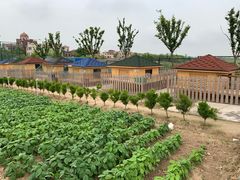 -上海崇明金茂凯悦酒店