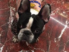 -多卡布奇宠物生活馆(上林世家店)