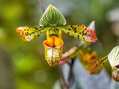 -国家植物园南园