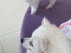 -怪兽屋·羊驼·猫咖·狗咖(俊华广场店)