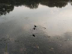 -望湖公园