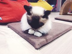 -藏猫猫咖啡主题馆(中央大道店)