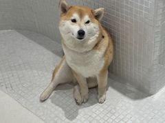 -柴务处·柴犬主题狗咖