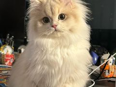 -lincat·猫舍(广州店)