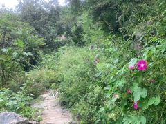 -北京鹫峰国家森林公园