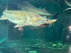 -华夏文旅海洋公园