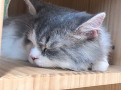 -猫和宫(六道口店)