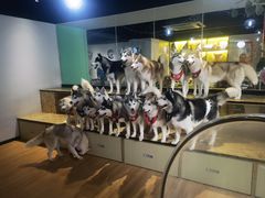 -Husky Go! 哈士奇体验馆·宠物咖啡厅狗咖