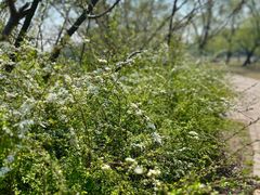 -上海共青森林公园