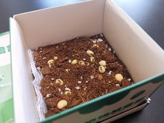真香植物基皇堡培育盒-汉堡王(西直门凯德MALL店)