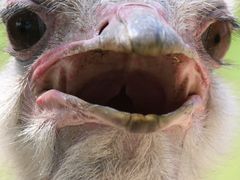 -沈阳森林动物园