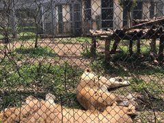 -合肥野生动物园