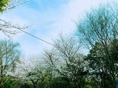-武汉大学-樱园