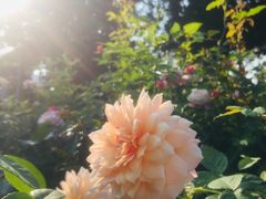 -人民公园(罗湖区)