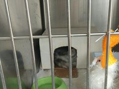 -宠福鑫动物医院·动物疾病诊疗中心(天通苑店)