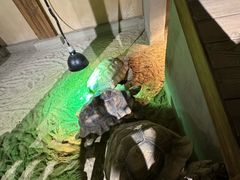 -萌宠奇缘(荣鼎店)