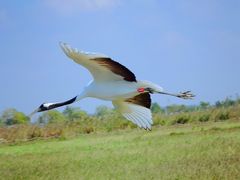 -盐城丹顶鹤湿地生态旅游区