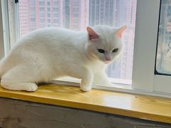 -Heymao猫咖.咖啡厅(东门店)