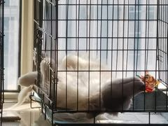 -翊宠yipet猫狗购宠庄园犬舍•猫舍