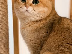 -柴迷FANS CLUB·柴犬狗咖·猫咖