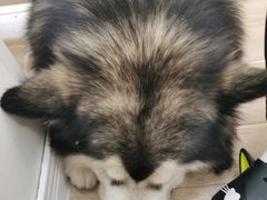 -李小姐の猫咖啡馆(五角场店)