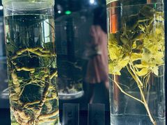 -广东中医药博物馆