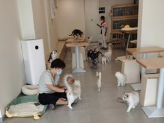 -有喵·猫咖·狗咖·30几只猫10只小狗(岗厦店)