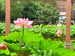 -陈家山荷花公园