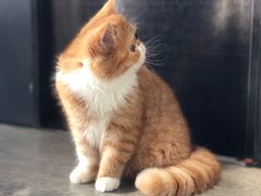 -瞄一喵猫咖(格力海岸店)