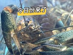 -湘里乡亲甲王二老店