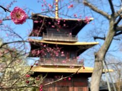 -广富林郊野公园