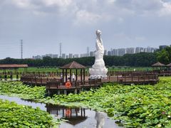 -荷塘月色湿地公园·向阳花洲