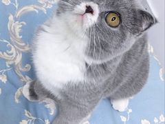 -猫大福·Fortune Cat猫舍(百子湾店)