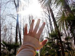 -合肥滨湖国家森林公园