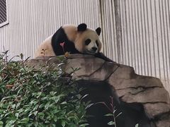 -卧龙中华大熊猫苑神树坪基地