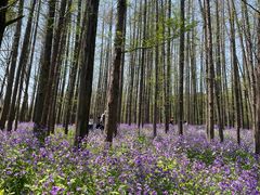 -上海共青森林公园