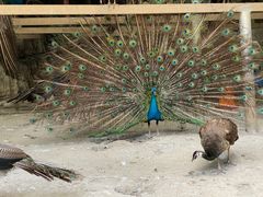 -梦幻奥陶纪景区