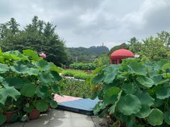 -南山植物园
