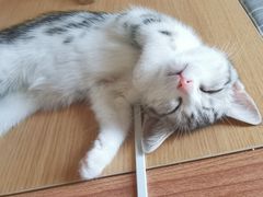 -屋虎猫馆(宝安大仟里店)