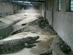 景点&nbsp;&nbsp;鳄鱼-泉州海丝野生动物世界
