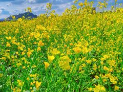 -光明小镇欢乐田园