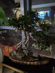 -北京米扬丽格医疗美容·联合丽格鼻整形中心