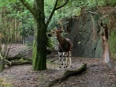 -奥兰多迪士尼动物王国乐园