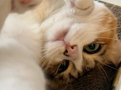 -东莞宠友24H宠物中心医院·转诊夜诊·异宠(新河北路院)