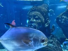 -暹罗海洋世界