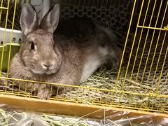 -pd派德宠物中心医院24H急重症·眼科中心·血液透析中心(嵩山北路店)